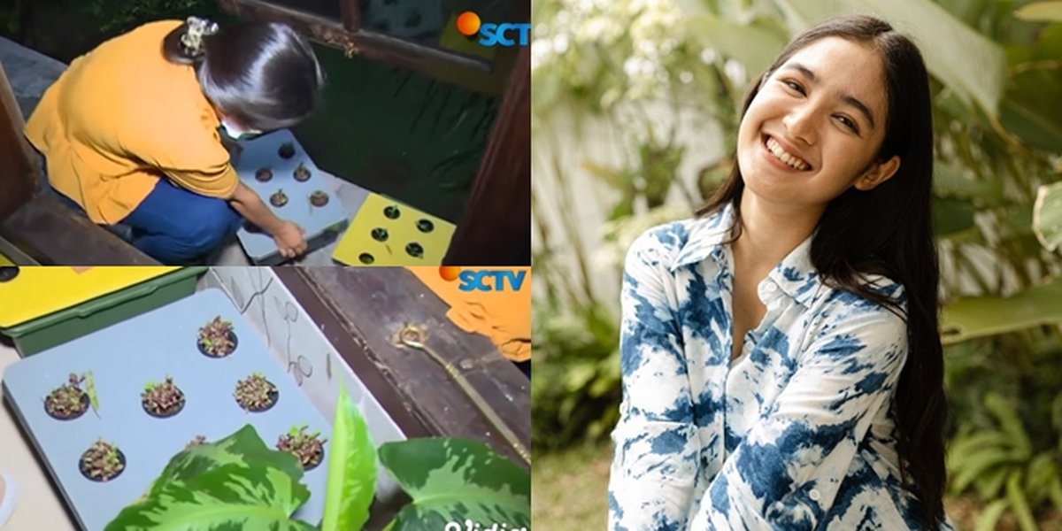 6 Potraits of Cut Syifa Bringing Hydroponic Plants to the 'SAMUDRA CINTA' Shooting Location, Well Taken Care of and Loved