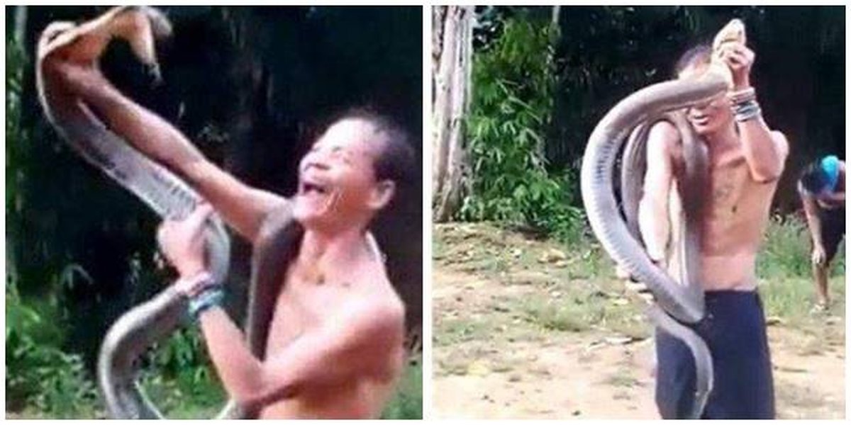 7 Photos of the Moment a Snake Handler was Bitten by a Cobra, Laughing Before Taking His Last Breath