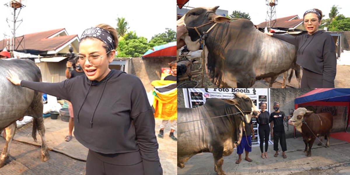 7 Portraits of Nikita Mirzani Buying Two Sacrificial Cows, Each Weighing 1.1 Tons