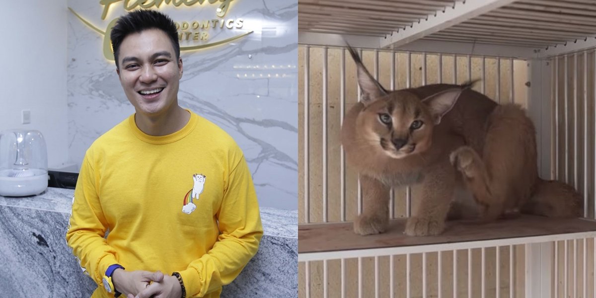 9 Spacious and Comfortable Cat Rooms Owned by Baim Wong, Looks Cozy and Has Cool Interior Design