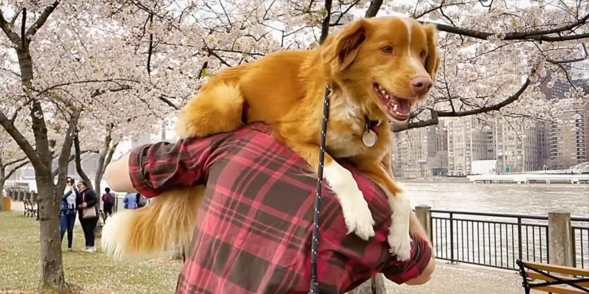 'GOOD BOY', A Haunted House Horror from the Perspective of a Dog that is Both Tense and Touching
