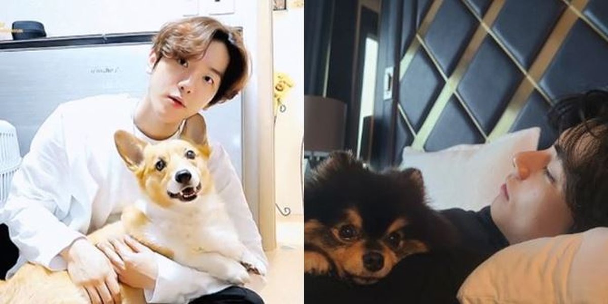 If EXO and BTS's Pet Dogs Became Members of a Boyband, Who Would be the Visual?