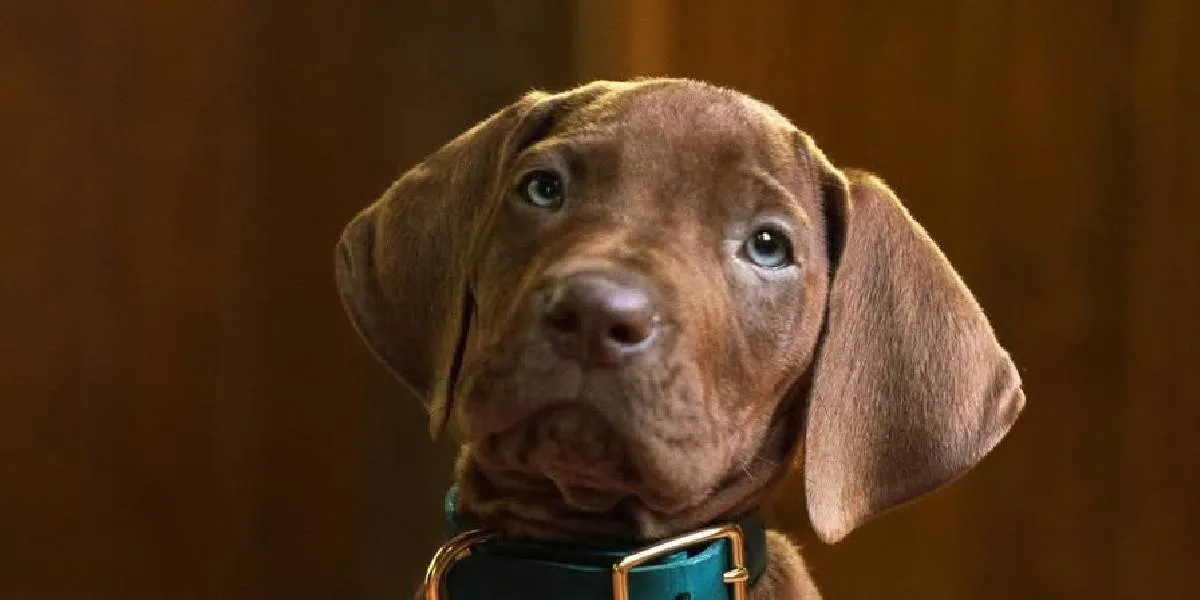 Netflix Shares Teaser for SCOOBY-DOO LIVE ACTION Series, Premiering in 2027 
