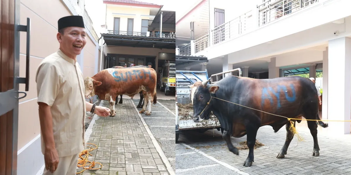 Portrait of Three Limousin Cattle Sacrificed by Ayu Ting Ting's Family on Eid al-Adha, Choosing the Premium One