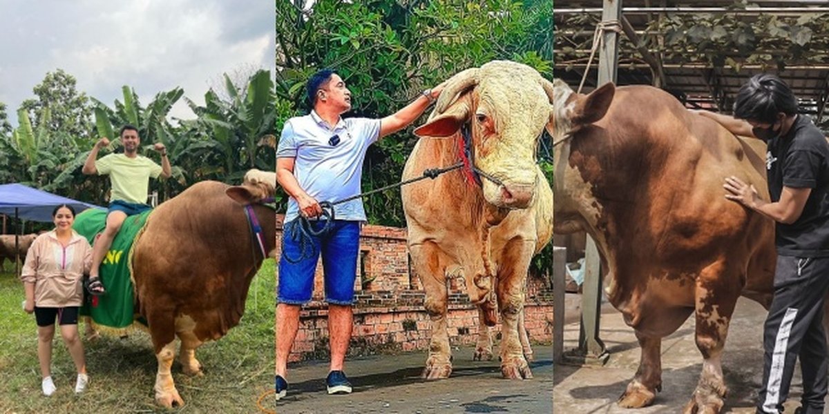 Celebrate Eid al-Adha 1443 H, 9 Portraits of Celebrities with Their Sacrificial Animals - Some Break the Record for the Largest Sacrificial Cow in Indonesia
