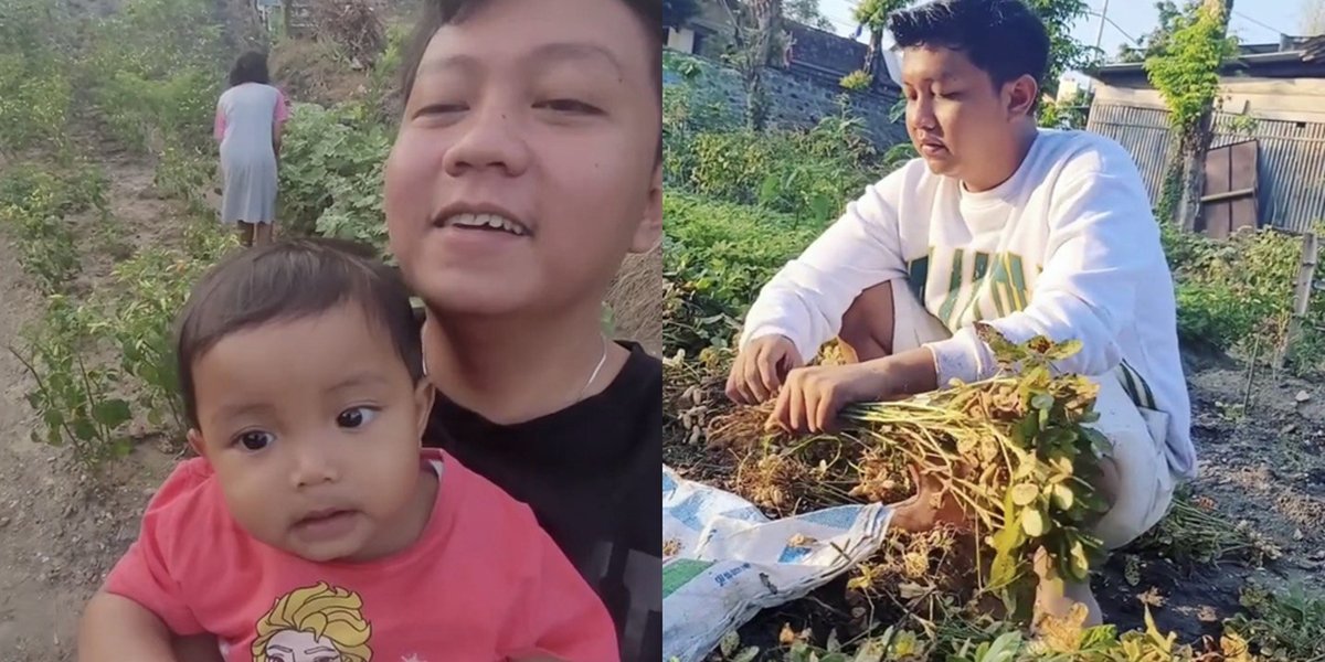 Stay Simple Despite Being Famous, 8 Photos of Denny Caknan Harvesting Peanuts and Eggplants