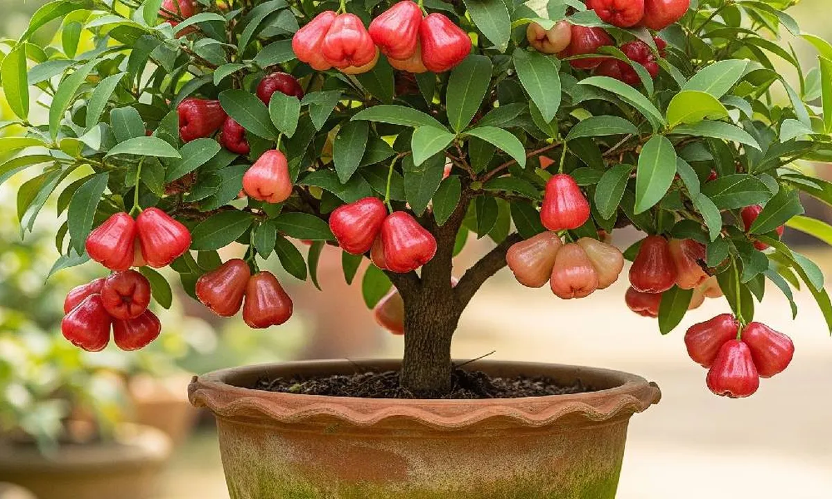 10 Cara Menanam Pohon Buah Pendek agar Pekarangan Sempit Tetap Panen