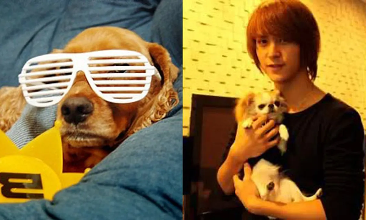 10 Hewan Peliharaan Imut Milik K-Pop Idol!