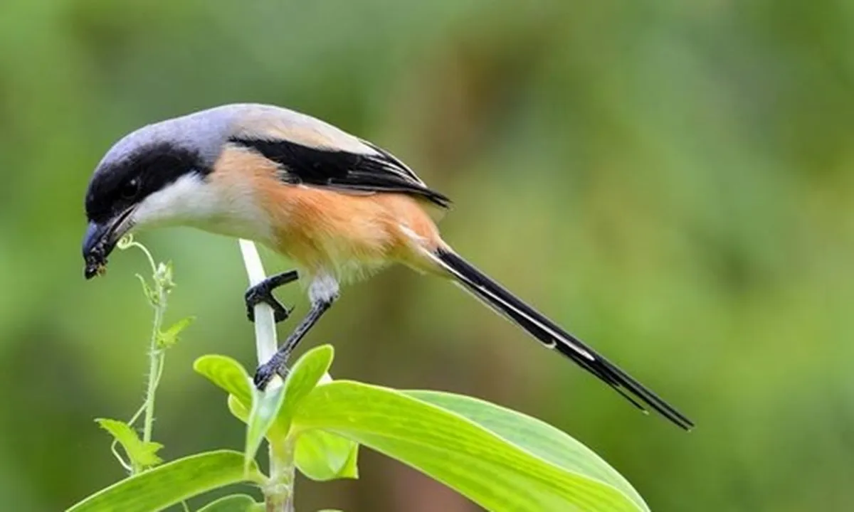 8 Jenis Burung Kicau Paling Populer Memiliki Suara Merdu dan Indah