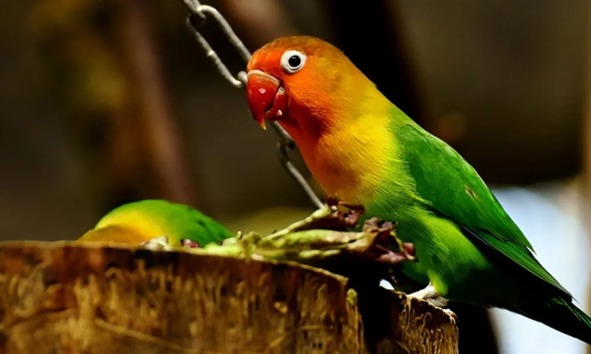 10 Jenis Burung Lovebird Paling Favorit Beserta Cirinya