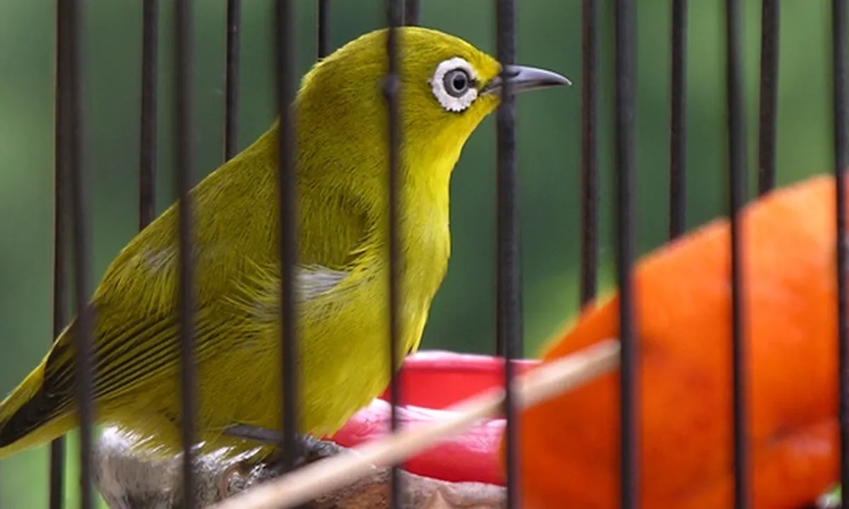 10 Jenis Burung Pleci di Indonesia, Kenali Ciri Fisiknya