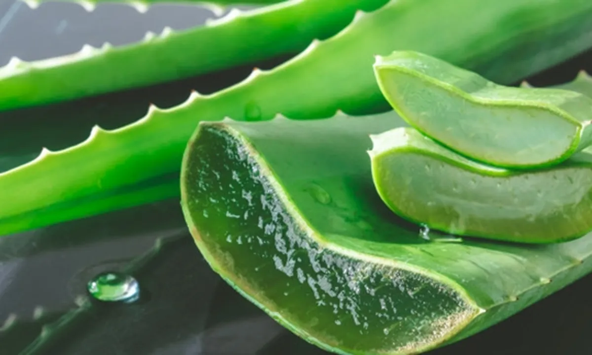 10 Manfaat Lidah Buaya Bagi Kesehatan, Cocok untuk Diet - Penambah Imun Tubuh