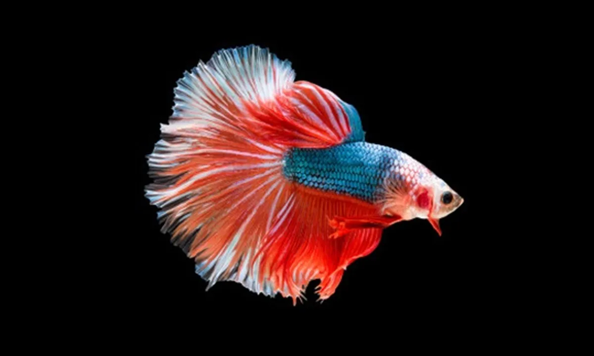 11 Makanan Ikan Cupang Praktis, Bernutrisi dan Bisa Cegah Warna Memudar
