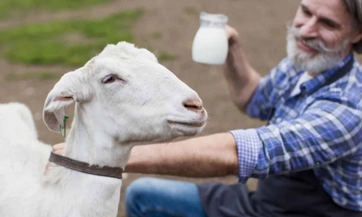 11 Manfaat Susu Kambing, Cepat Rasakan Khasiatnya Saat Diminum Rutin