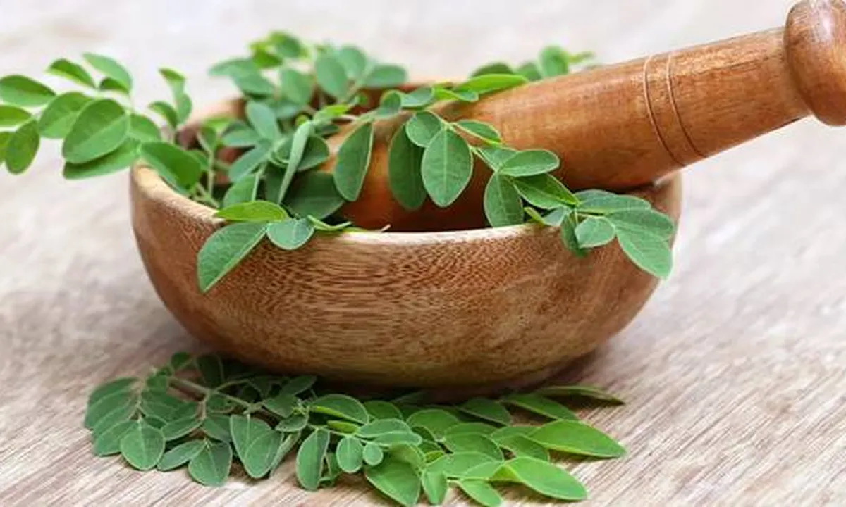 12 Manfaat Daun Kelor Bagi Kesehatan, Herbal Alami Ringankan Nyeri Haid