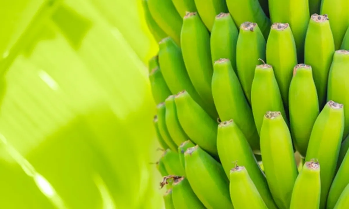 16 Manfaat Pisang Ambon bagi Kesehatan dan Kecantikan yang Jarang Diketahui