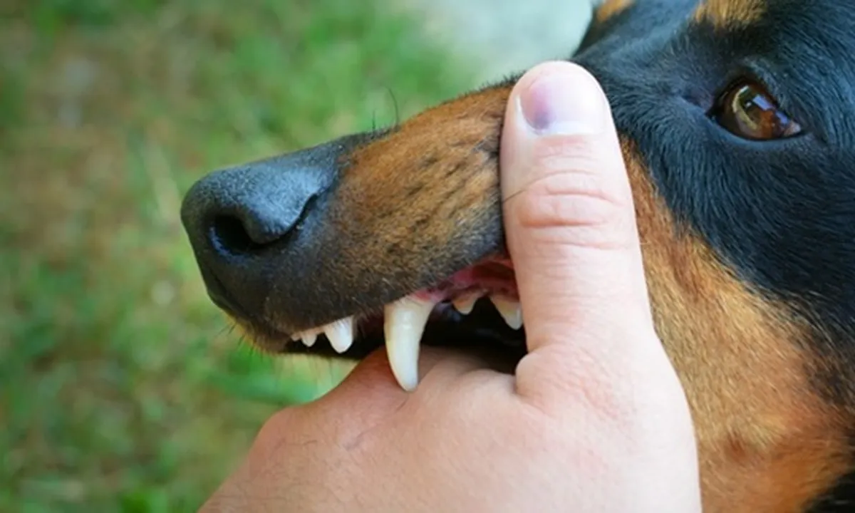 21 Gejala Penyakit Rabies, Perhatikan Penyebab dan Cara Mengatasinya
