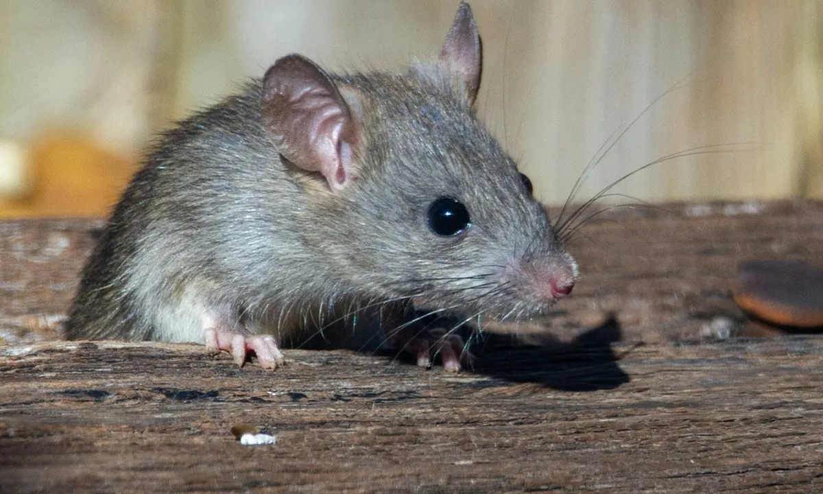 3 Trik Jitu Mengusir Tikus Menggunakan Bahan Dapur Alami!