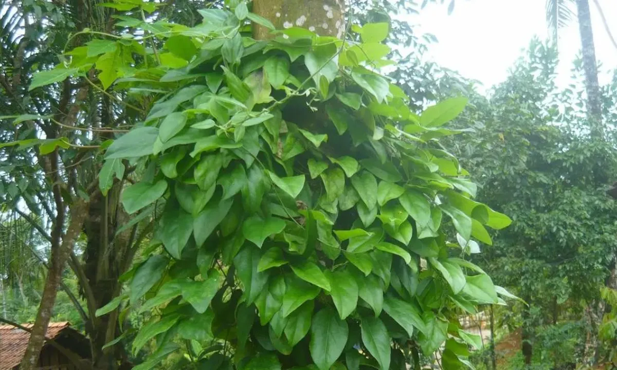 4 Keajaiban Daun Cincau untuk Kesehatan dan Cara Nikmat Mengolahnya!