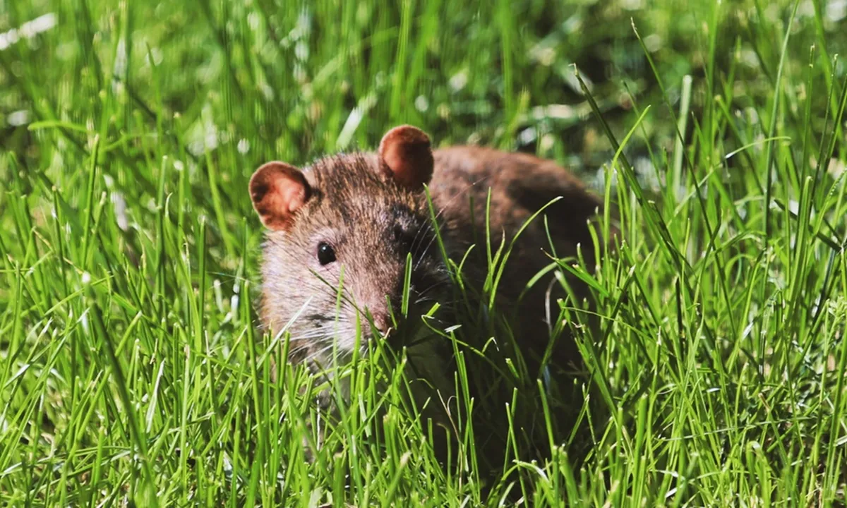 5 Arti Mimpi Tikus, Meski Seram dan Menjijikkan Ternyata Bisa Jadi Pertanda Baik