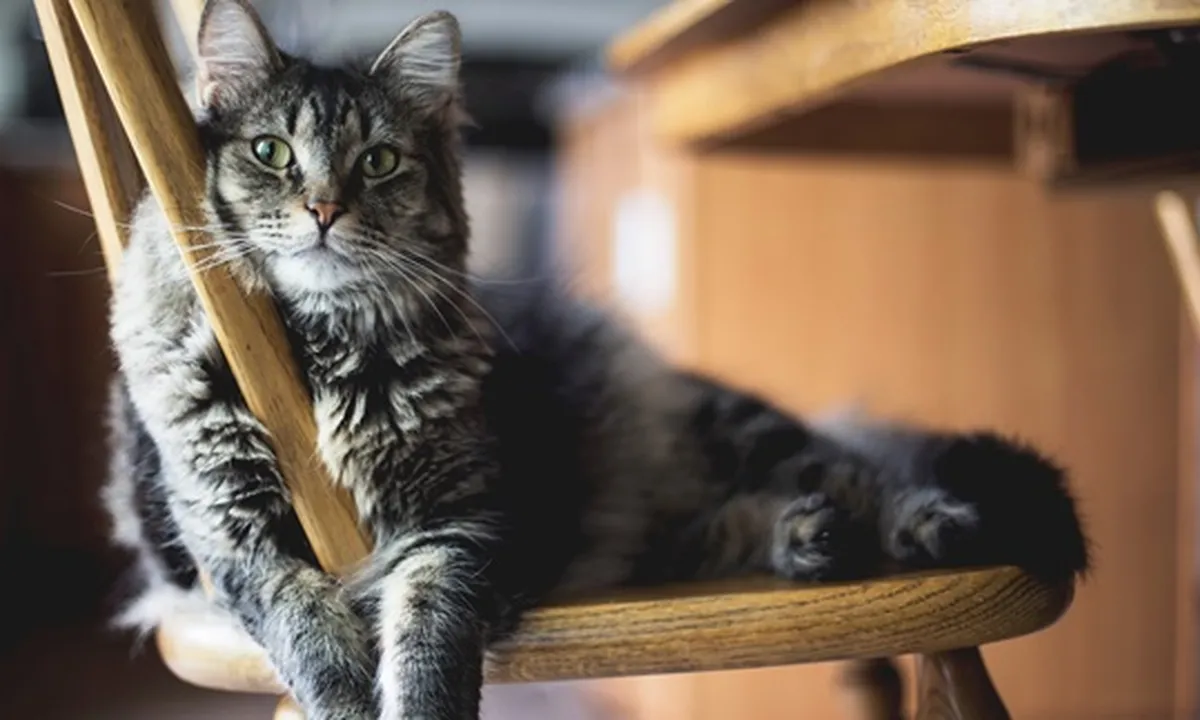 5 Cara Memandikan Kucing dengan Benar Agar Tetap Tenang, Ini Rahasianya
