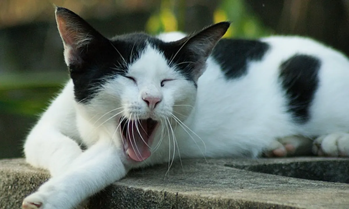 5 Jenis Kucing Kampung Paling Populer di Indonesia, Mana Paling Menggemaskan?