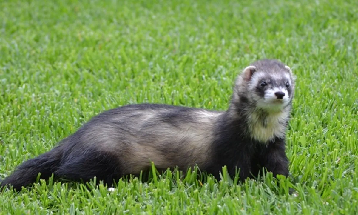5 Jenis Musang yang Cocok Dipelihara di Rumah, Kenali Cara Memeliharanya