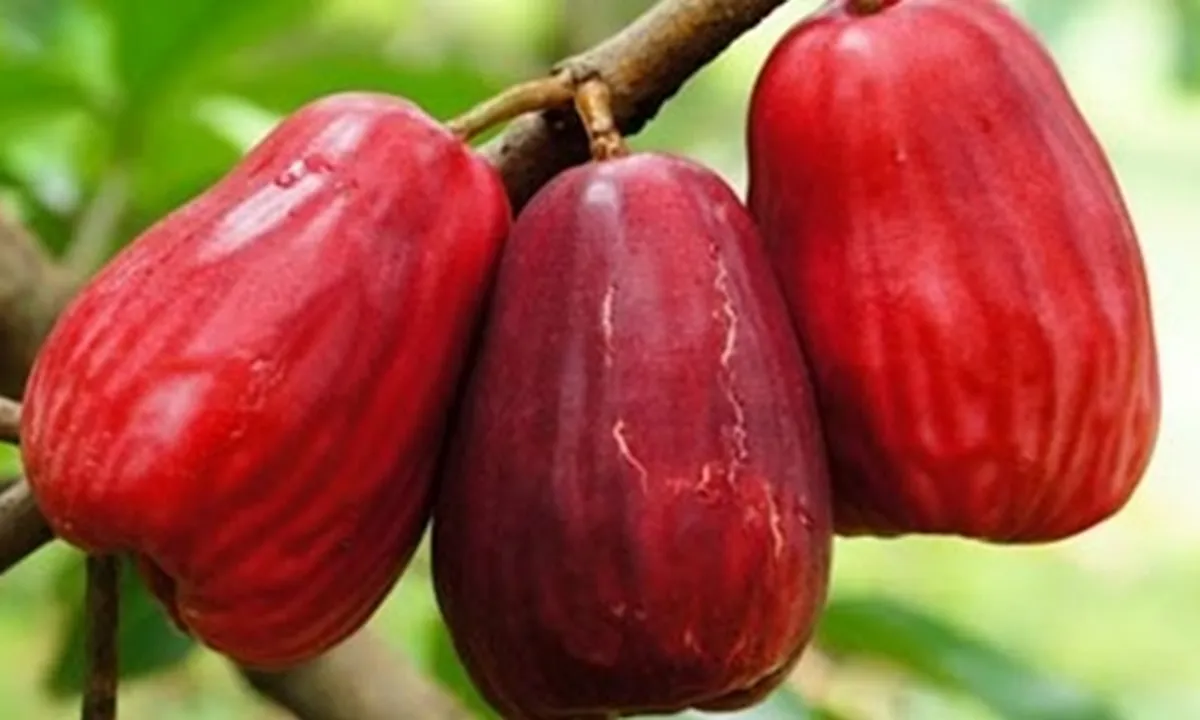 5 Resep Olahan Jambu Jamaika yang Segar dan Praktis