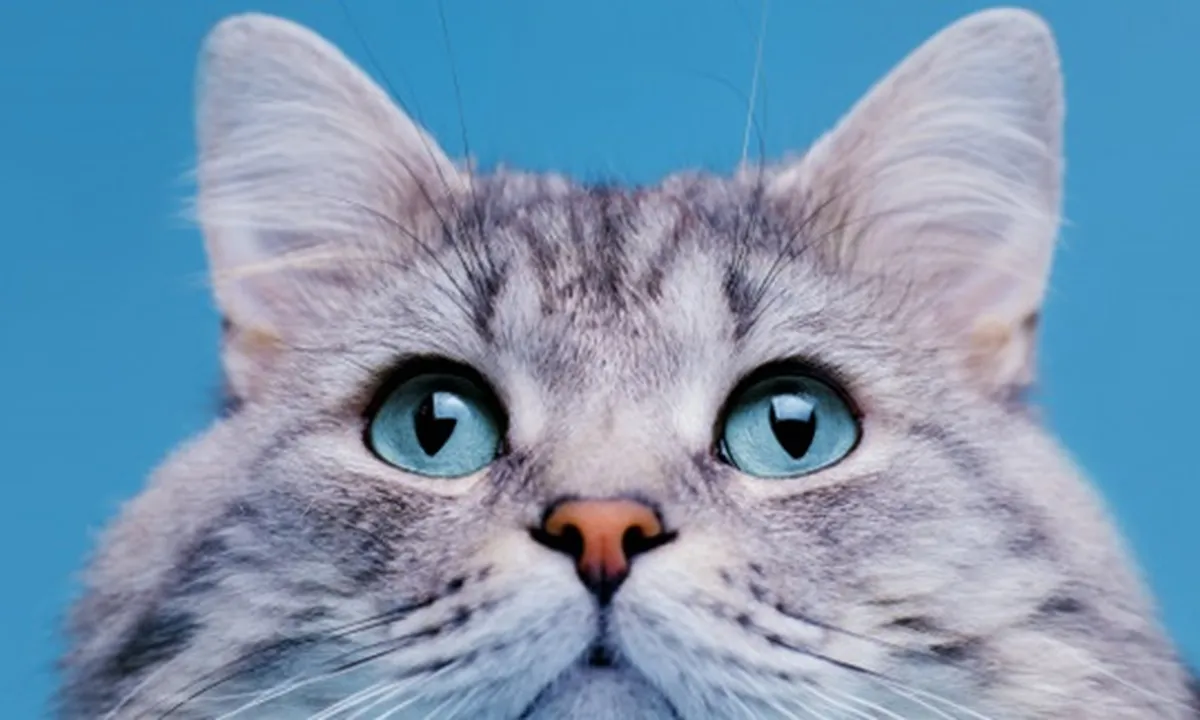 57 Nama-Nama Kucing Jantan A-Z, Unik dan Menggemaskan Buat Si Anabul