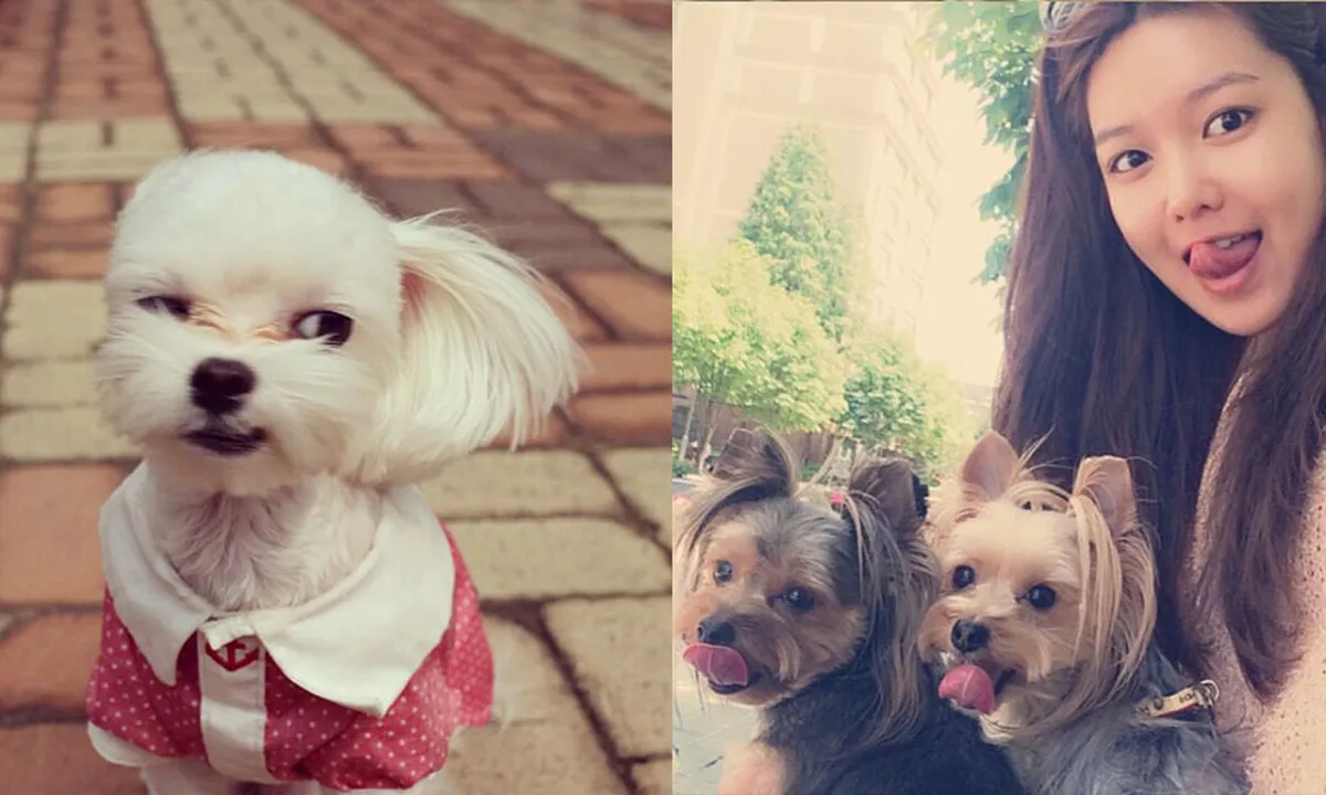 6 Anjing Cute Bintang K-Pop, Paling Populer di Instagram!
