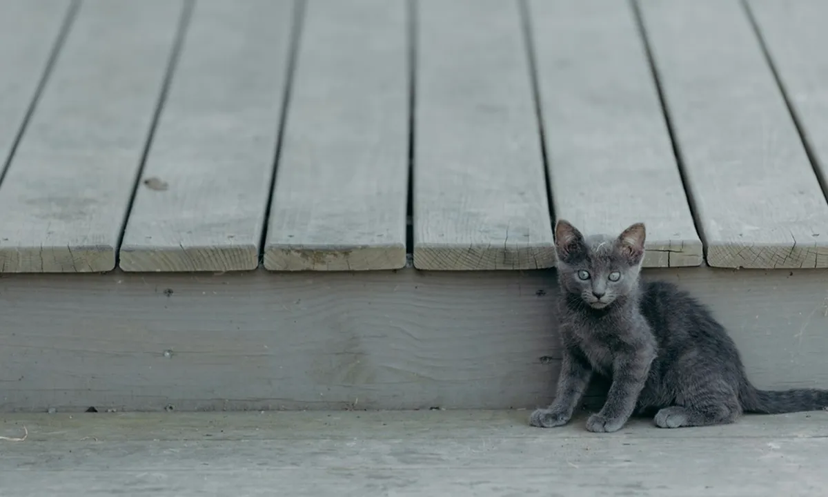 6 Arti Mimpi Anak Kucing, Bisa Jadi Pertanda Baik atau Buruk