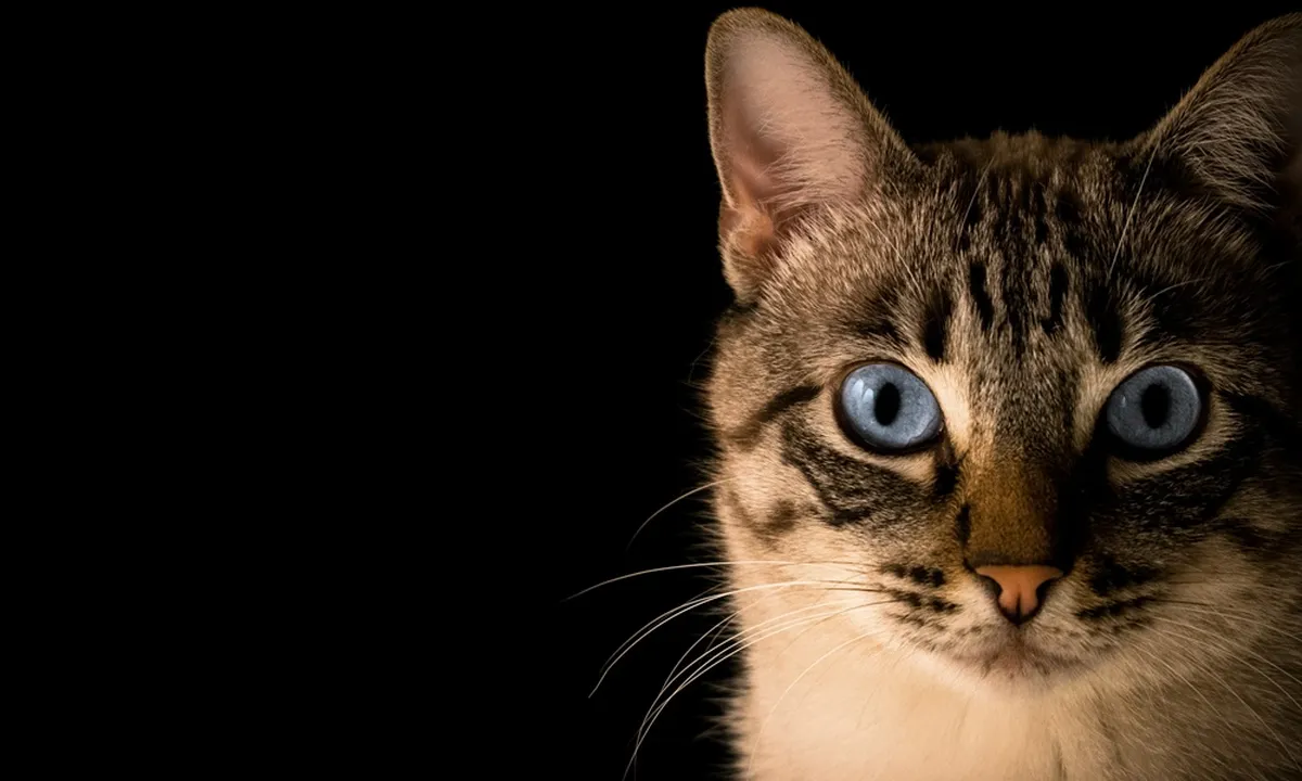 6 Arti Mimpi Bertemu Kucing Menurut Primbon Jawa, Bawa Sejumlah Pertanda Baik