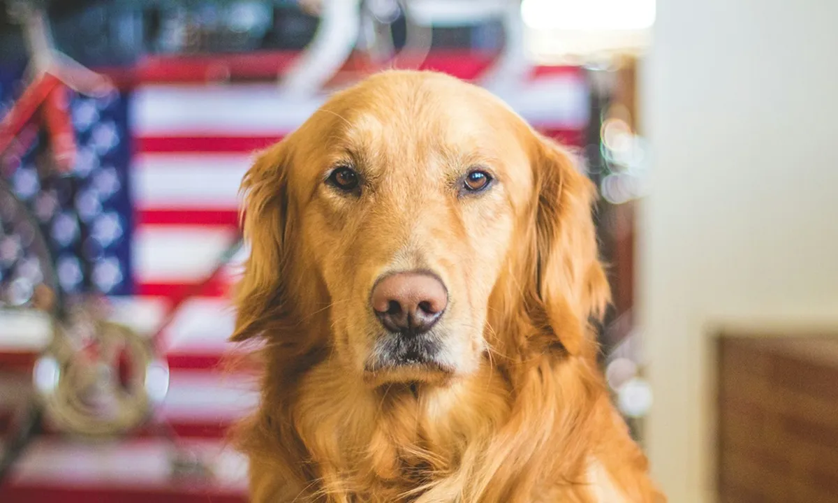 6 Arti Mimpi Digigit Anjing di Kaki, Benarkah Pertanda Peringatan Bahaya?
