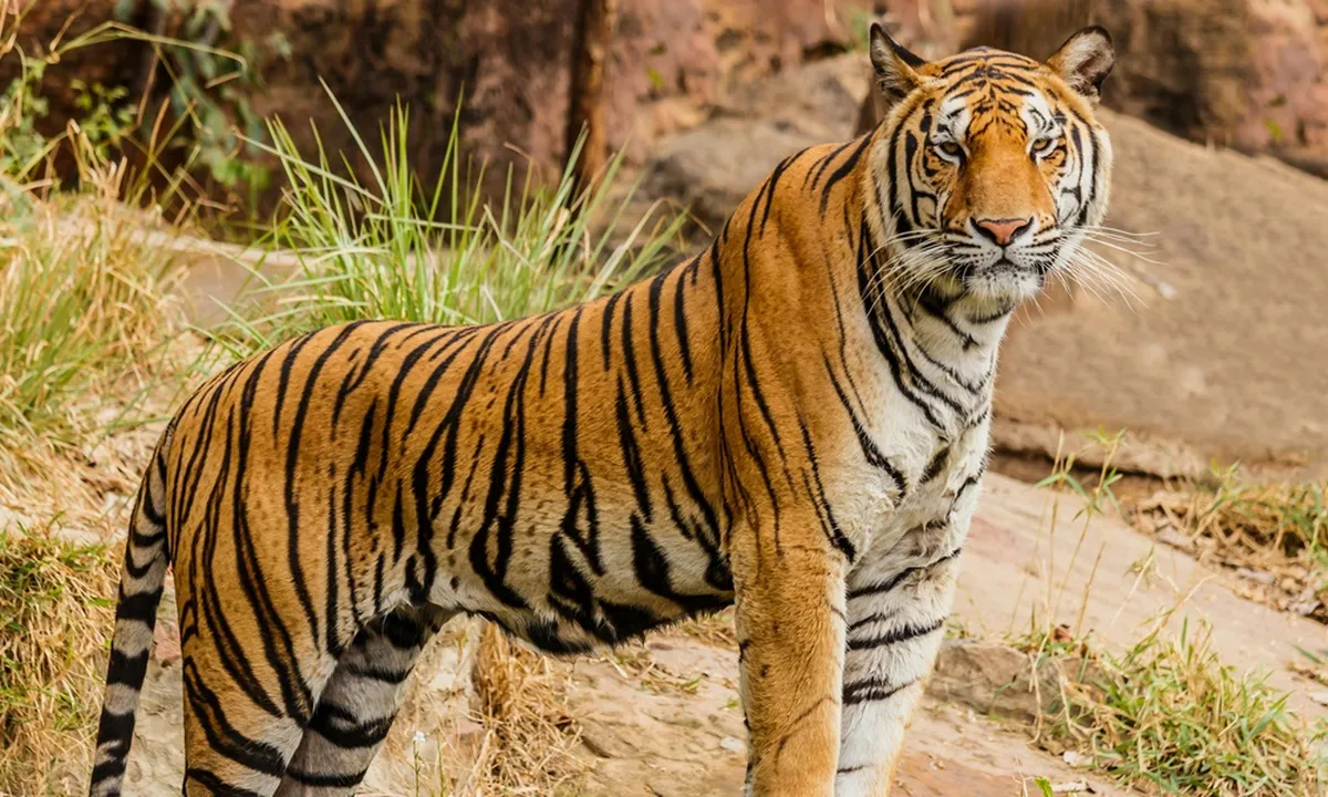 6 Arti Mimpi Digigit Harimau Menurut Primbon Jawa, Bisa Jadi Peringatan Terjadinya Konflik