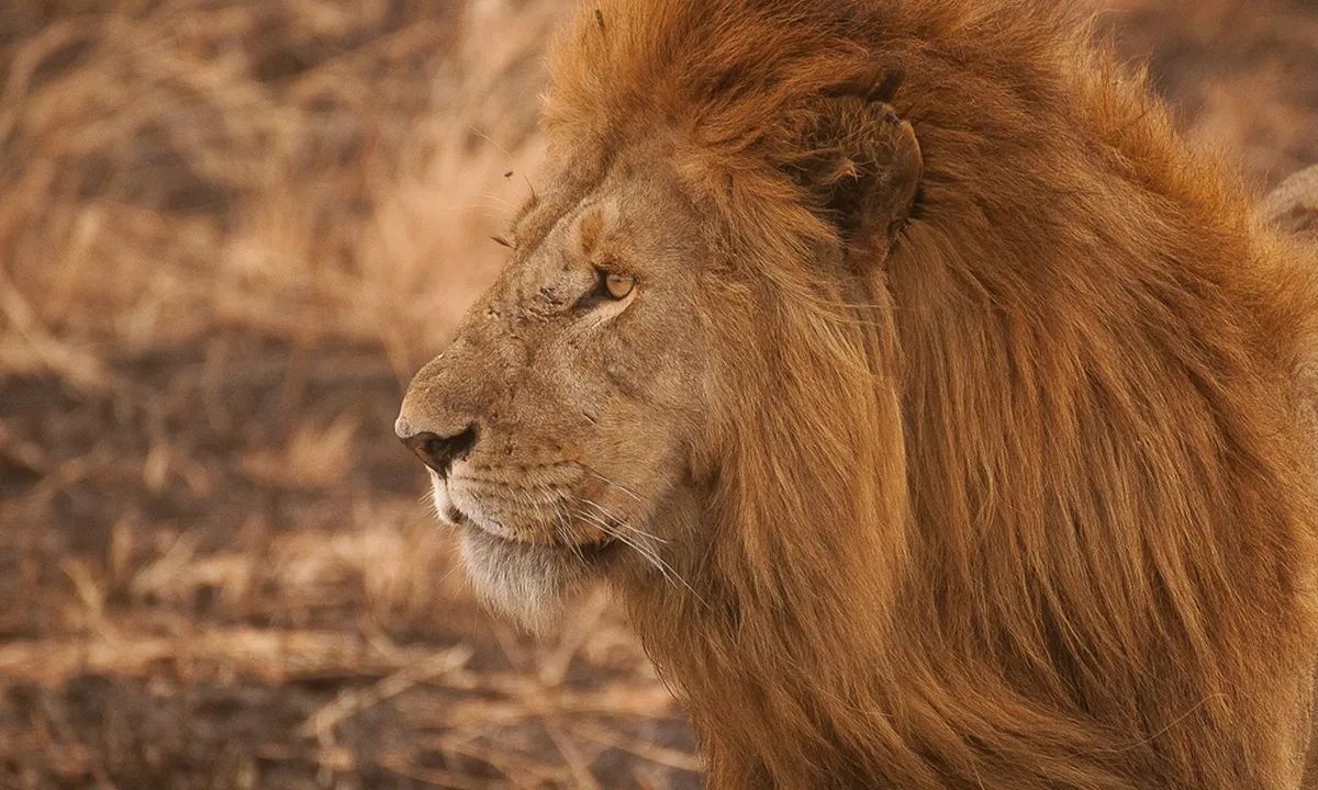 6 Arti Mimpi Dikejar Singa yang Menakutkan, Bisa Jadi Peringatan dalam Hidup