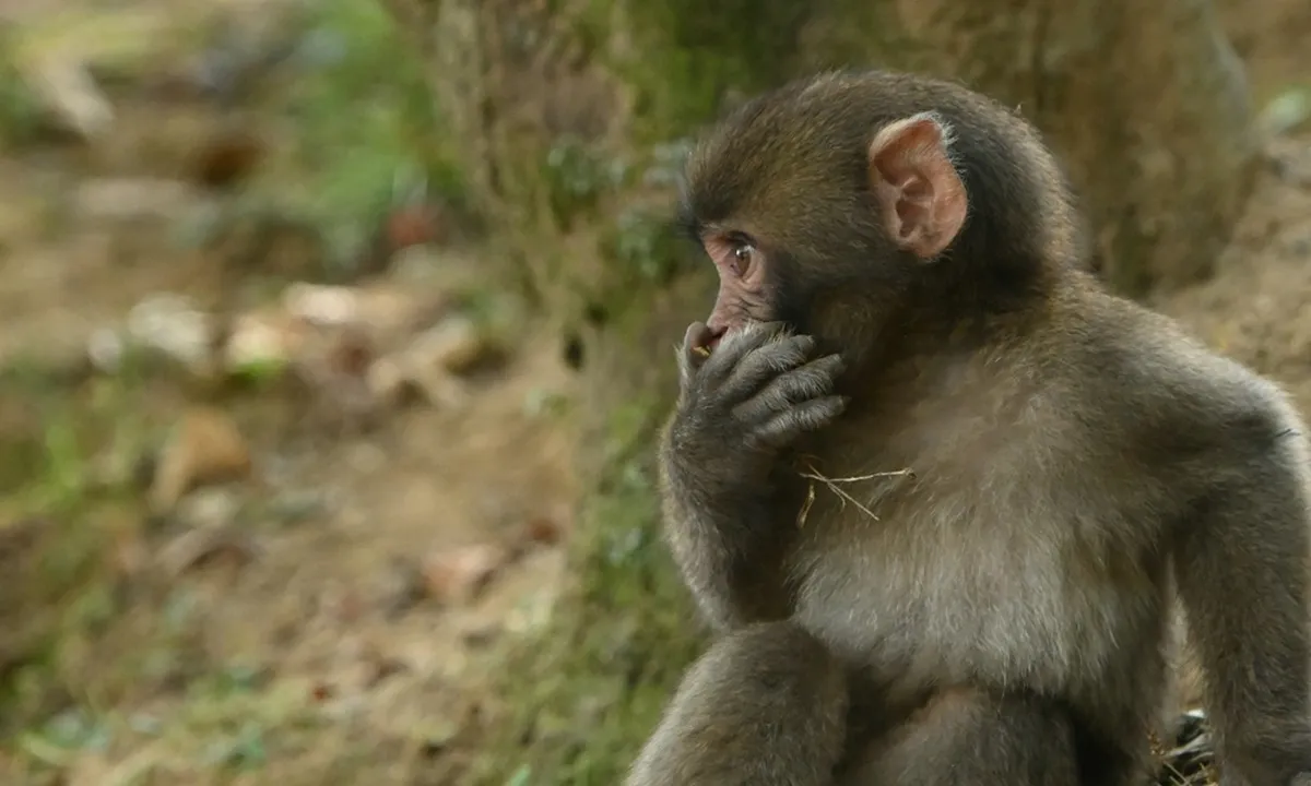 6 Arti Mimpi Melihat Monyet Kecil, Bisa Jadi Pertanda Penting dalam Hidup