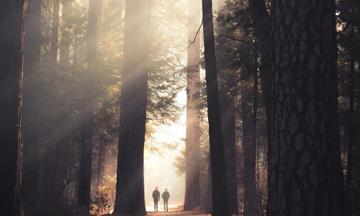 6 Arti Mimpi Tersesat di Hutan, Punya Makna Mendalam Tentang Arah Kehidupan