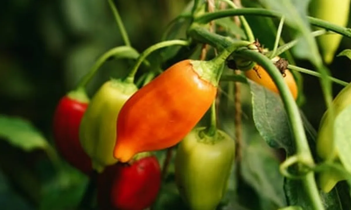 6 Cara Menanam Cabe dengan Mudah, Hasil Melimpah Bisa Cukupi Kebutuhan Sehari-hari