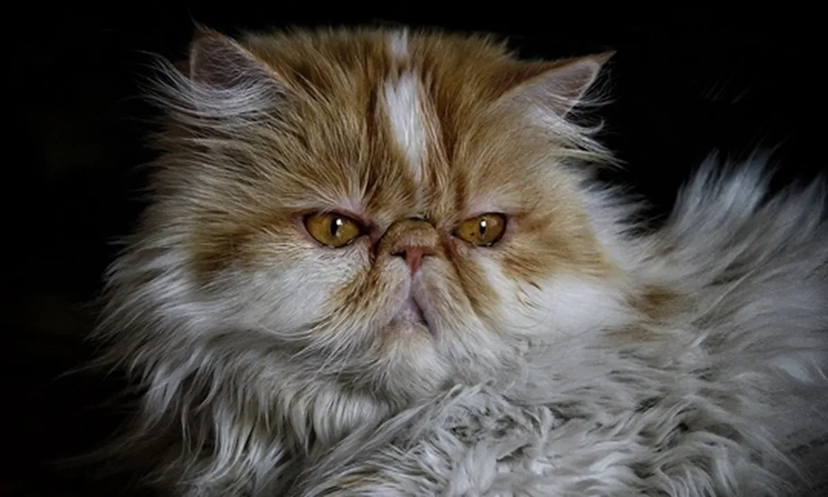 6 Jenis Kucing Persia yang Cocok Jadi Hewan Peliharaan, Ketahui Ciri Fisiknya