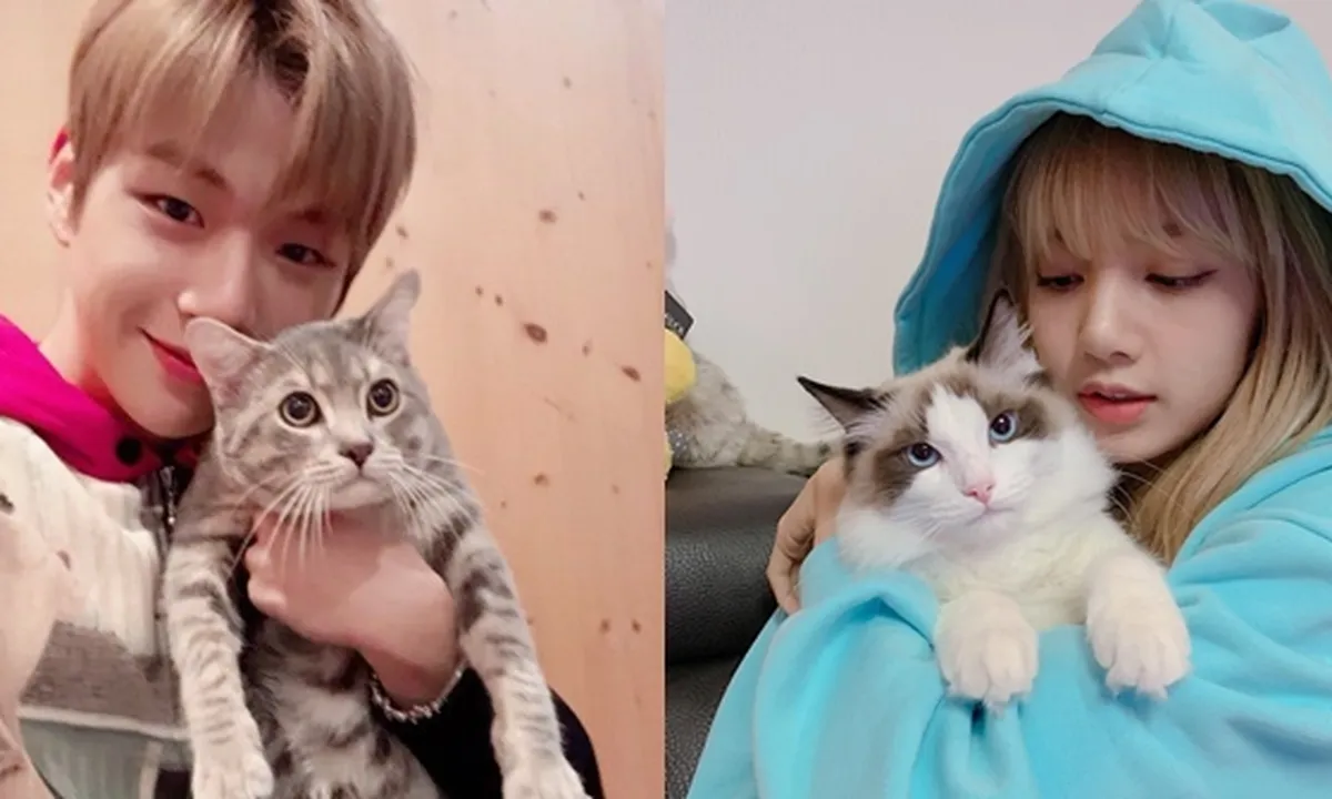 6 K-Pop Idol Ini Punya Peliharaan Kucing, Kang Daniel - Lisa BLACKPINK