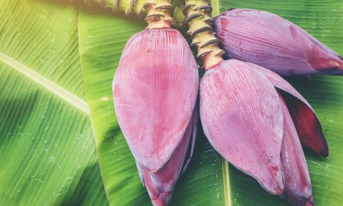 6 Manfaat Jantung Pisang Bagi Kesehatan, Mengatasi Menstruasi - Mencegah Kanker