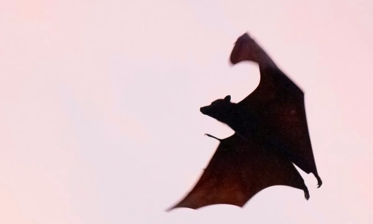 7 Arti Ditabrak Kelelawar Menurut Primbon Jawa, Ternyata Bisa Jadi Pertanda Baik