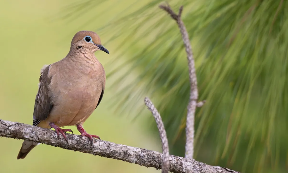 7 Arti Mimpi Dapat Burung Perkutut, Dipercaya Bawa Banyak Pertanda Baik