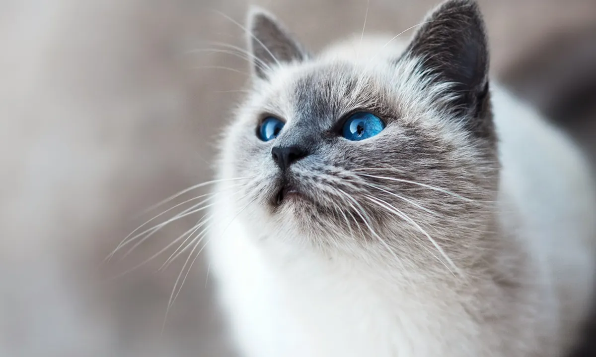 7 Arti Mimpi Dikejar Kucing, Bisa Jadi Peringatan Penting dalam Kehidupan