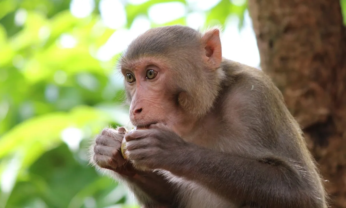 7 Arti Mimpi Dikejar Monyet, Bisa Jadi Peringatan Penting dalam Hidup