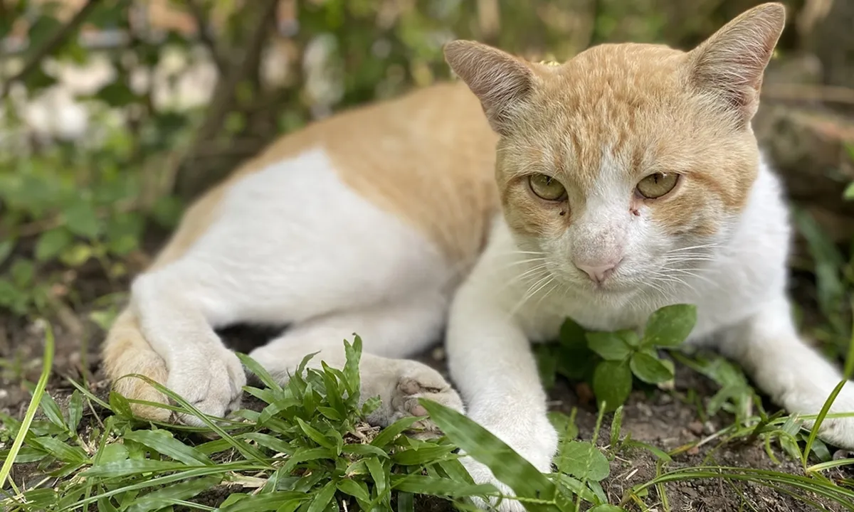7 Arti Mitos Menabrak Kucing Hingga Hal-Hal yang Perlu Dilakukan Setelahnya, Benarkah Pertanda Sial?