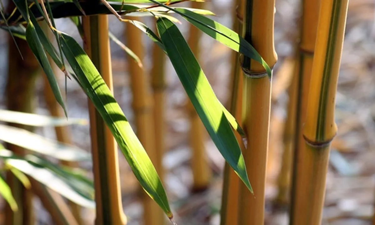 7 Jenis Bambu Hias untuk Mempercantik Rumah, Bisa jadi Pagar