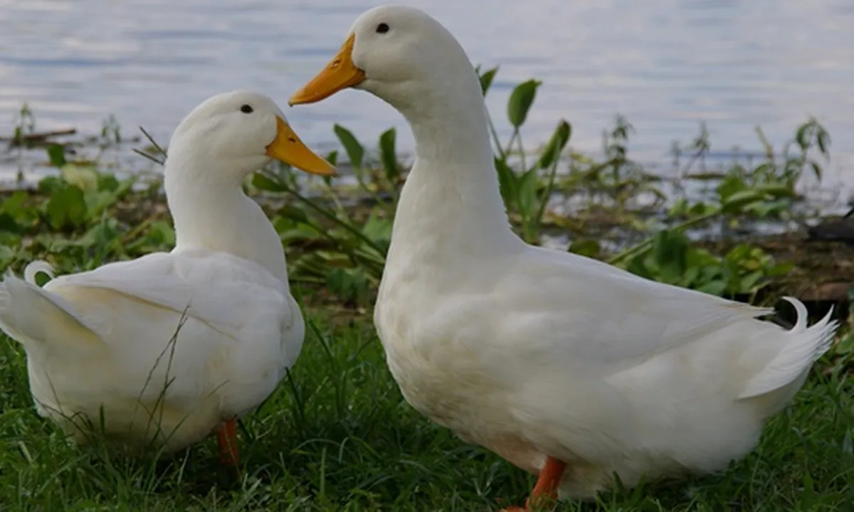 7 Jenis Bebek Potong Paling Unggul, Cocok Dibudidayakan