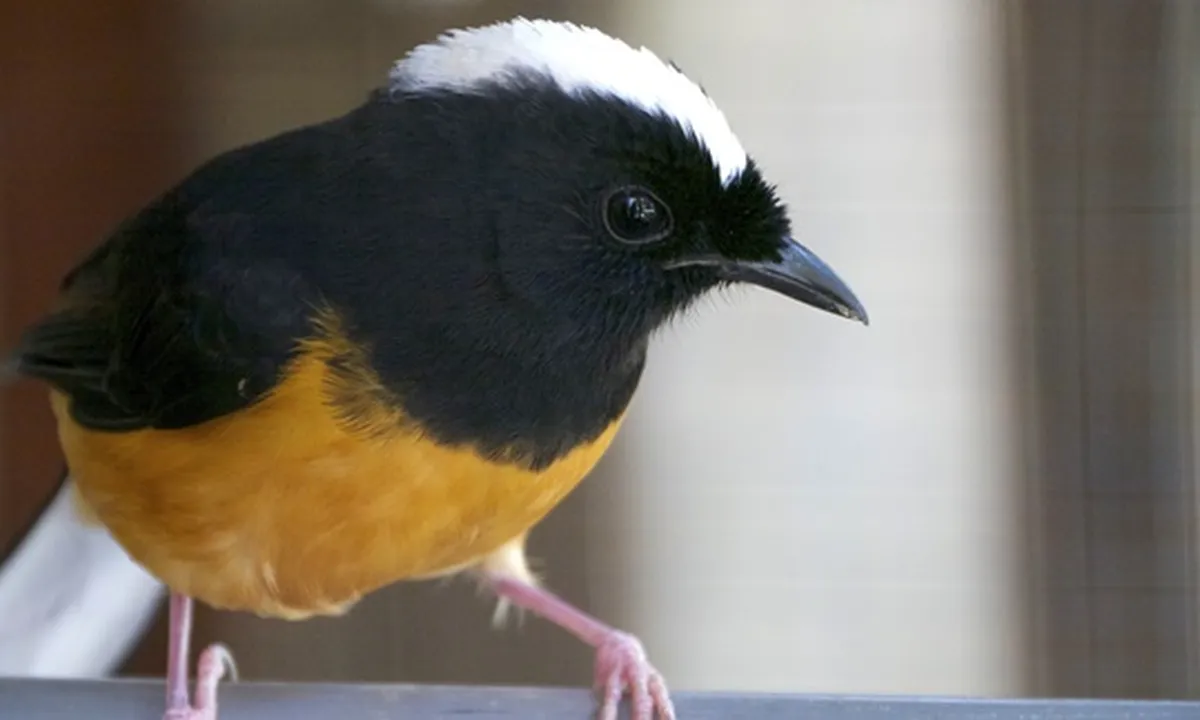 7 Jenis Burung Murai Batu Tercantik dari Berbagai Daerah di Indonesia