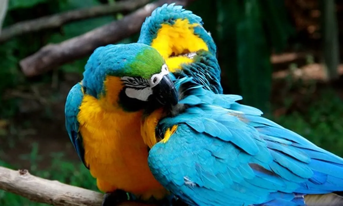 7 Jenis Burung Nuri Paling Cantik Bersuara Merdu yang Dilindungi